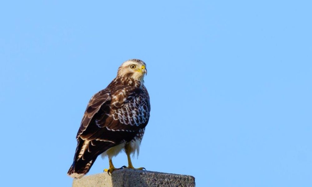 foto Buizerd Birds4You